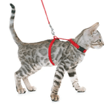 Coleira com Guia para Gatos