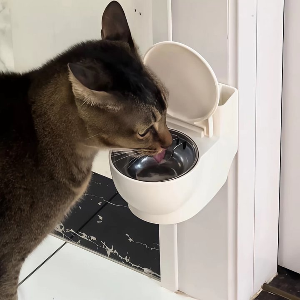 Bebedouro Privada para Gatos