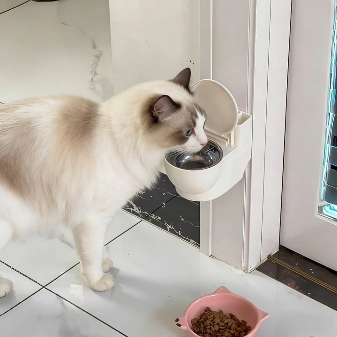 Bebedouro Privada para Gatos