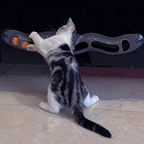 Brinquedo Pista de Bolinhas com Ventosas para Gatos